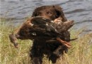 美國水獵犬