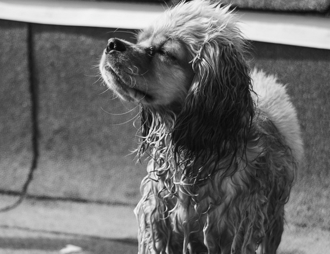 美國水獵犬