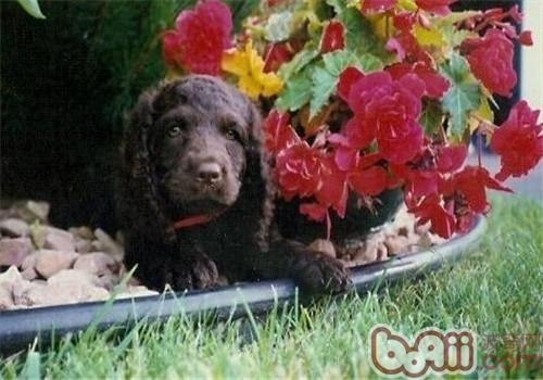 美國水獵犬