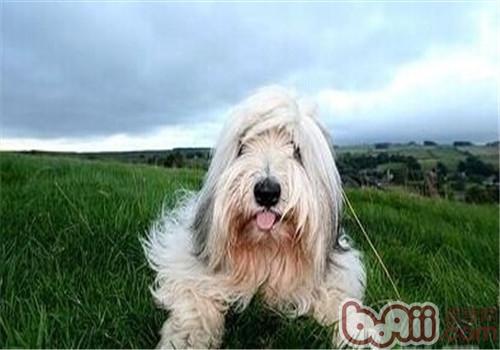 伯瑞犬