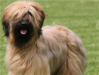 伯瑞犬