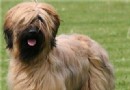伯瑞犬