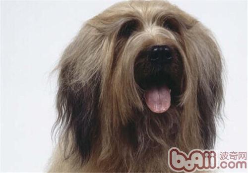 伯瑞犬