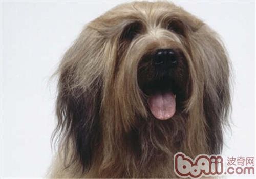 伯瑞犬