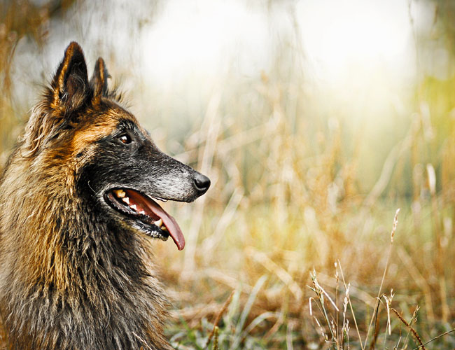 比利時坦比連犬