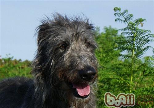 蘇格蘭獵鹿犬