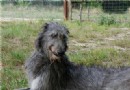 蘇格蘭獵鹿犬