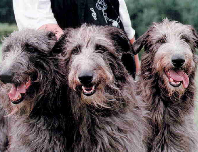 蘇格蘭獵鹿犬