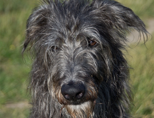 蘇格蘭獵鹿犬