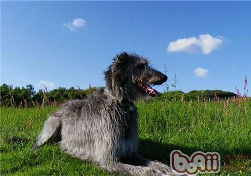 蘇格蘭獵鹿犬