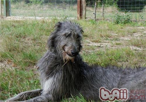 蘇格蘭獵鹿犬