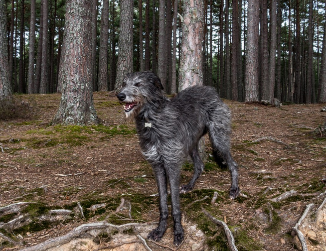 蘇格蘭獵鹿犬