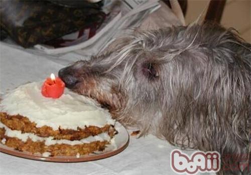 蘇格蘭獵鹿犬