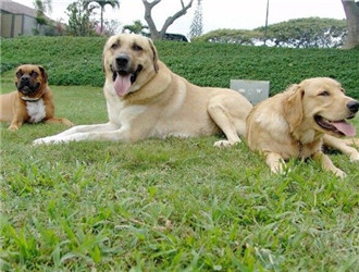 安娜圖牧羊犬