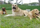 安娜圖牧羊犬