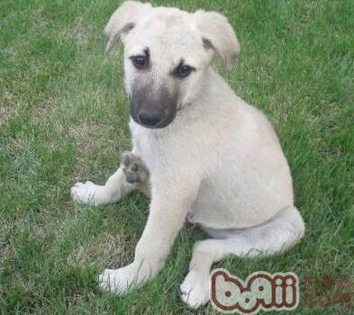 安娜圖牧羊犬