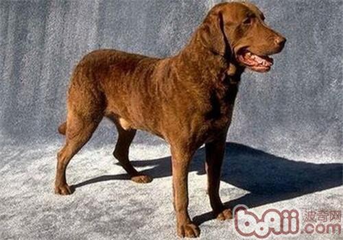 乞沙比克獵犬