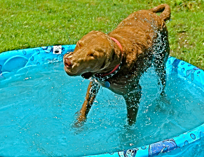 乞沙比克獵犬