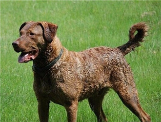 乞沙比克獵犬