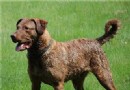 乞沙比克獵犬