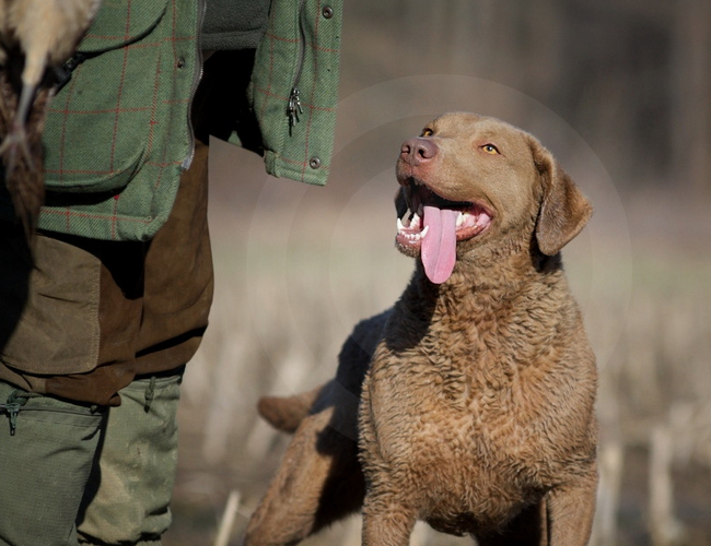 乞沙比克獵犬