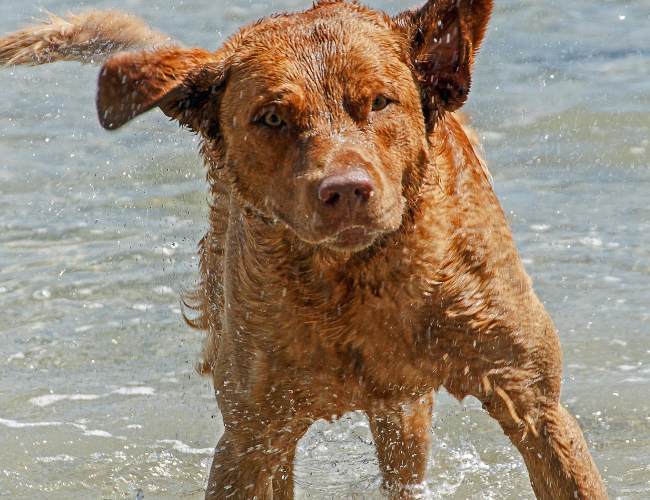 乞沙比克獵犬