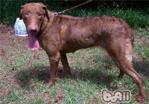 乞沙比克獵犬