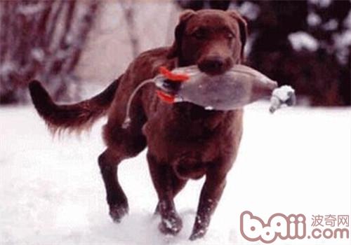 乞沙比克獵犬