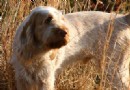 史畢諾犬