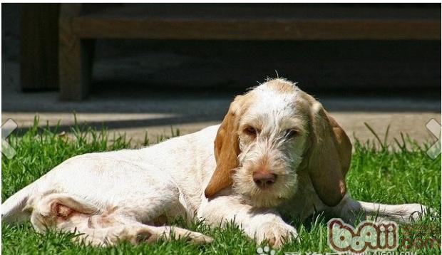 史畢諾犬