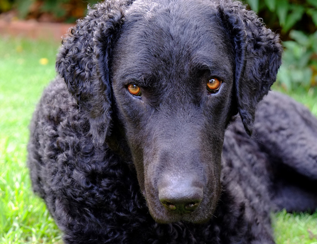 卷毛尋回獵犬