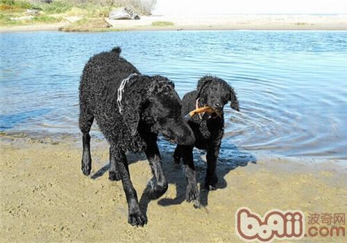 卷毛巡回獵犬