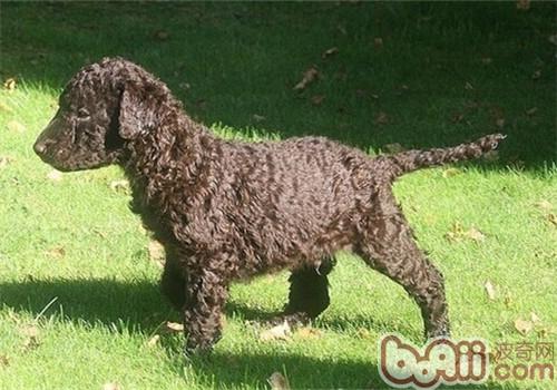 卷毛巡回獵犬