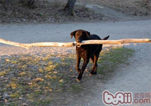 卷毛巡回獵犬
