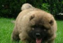 高加索犬
