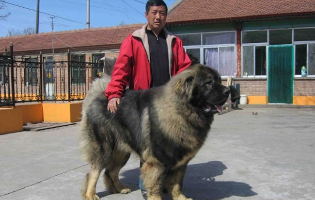 高加索犬