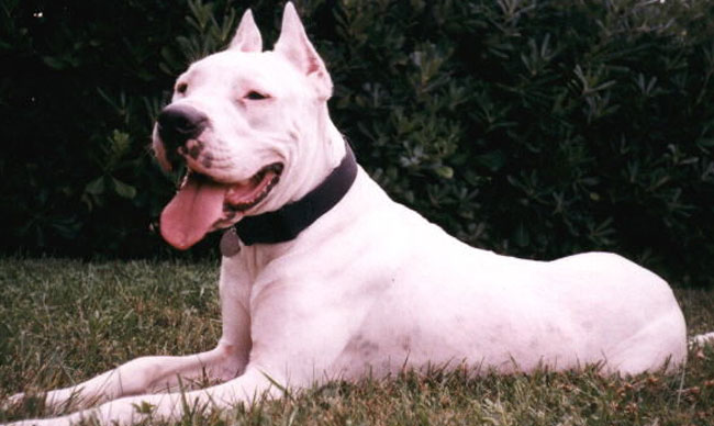 阿根廷杜高犬