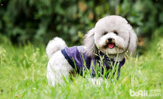 貴賓犬