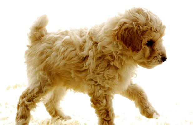 比格犬