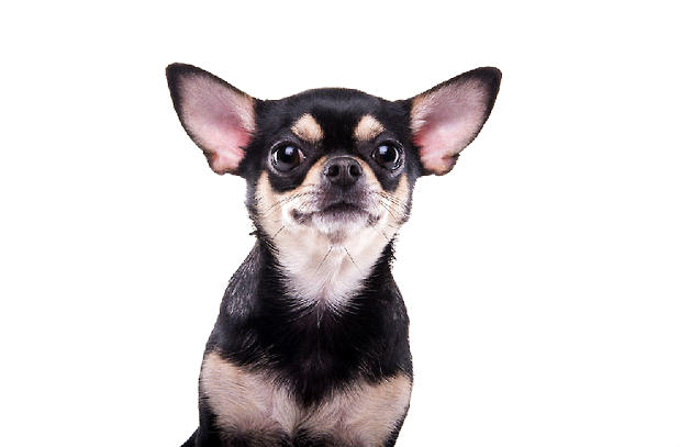 八哥犬
