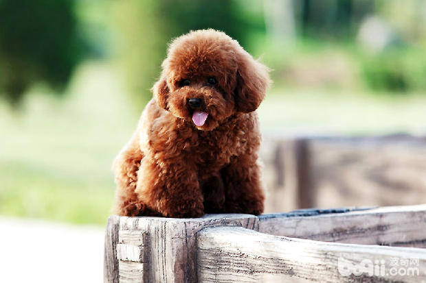 貴賓犬