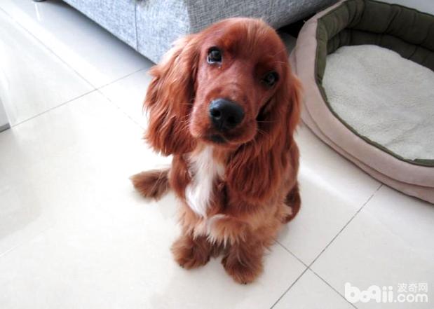 可卡犬