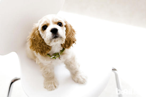 可卡犬
