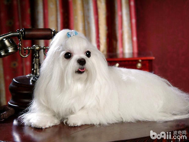 西施犬