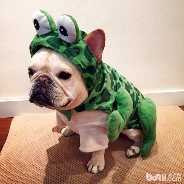 斗牛犬