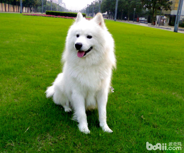 薩摩耶犬