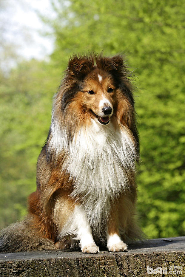 喜樂蒂犬