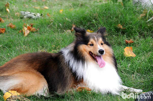 喜樂蒂牧羊犬