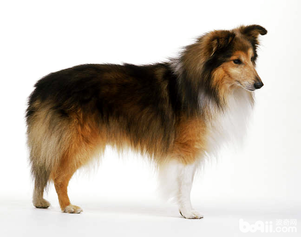 喜樂蒂犬