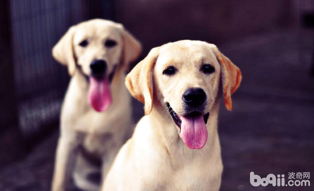 拉布拉多獵犬